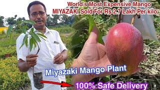 Miyazaki Mango Plant Worlds Most Expensive Mango MIYAZAKI Sold For Rs 27 Lakh Per kilo [upl. by Asylem133]