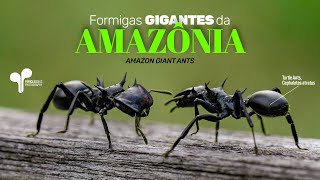 Formigas GIGANTES da Amazônia CEPHALOTES [upl. by Tandi464]