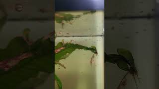 Praecox fry aquarium freshwateraquarium tropicalfish fishkeeping fish aquascaping nature [upl. by Cerellia]