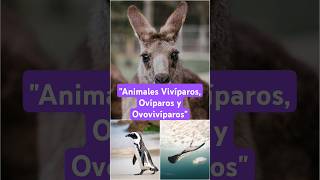 Vivíparos Ovíparos y Ovovivíparos [upl. by Notlek]