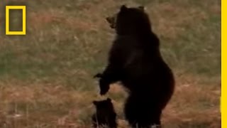 Wolves vs Grizzly Bears  National Geographic [upl. by Kosaka565]