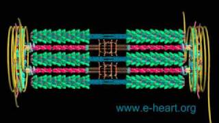 Cardiac sarcomere 3D [upl. by Ertsevlis68]