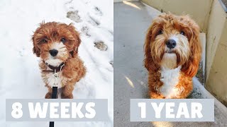 Cavapoo Puppy Growing Up  8 Weeks to a Year [upl. by Shuler]