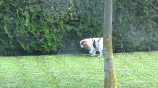 Hund muss kacken HD [upl. by Adneram]