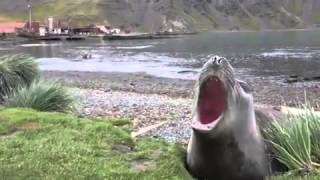 Seal screams sound like farts [upl. by Niobe685]