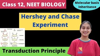 Hershey and Chase Experiment  Class 12  NEET Biology [upl. by Esinned]