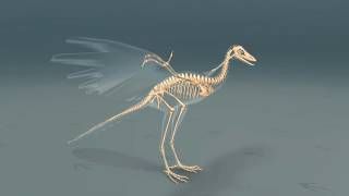 Der Archaeopteryx [upl. by Wimsatt]