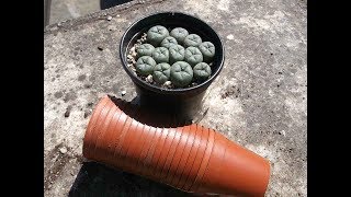 Re potting my Lophophora williamsii cactus Seedlings  The Peyote Cactus [upl. by Tnomed923]