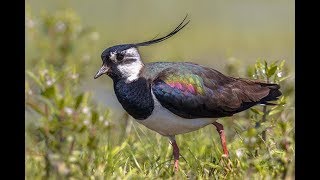 Lapwing Sounds  Lapwing Calls [upl. by Landmeier]