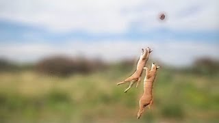 Caracal jump [upl. by Enirol]