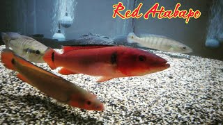 Red Atabapo Pike Cichlid [upl. by Leede]