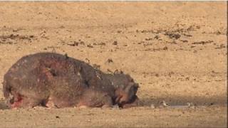 Poor Mama Hippo  Nat Geo Wild [upl. by Dixie]