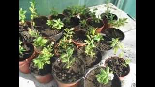 Transplanting my Spirea cuttings [upl. by Arleen565]