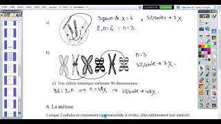 n°23 cellule haploïde et diploïde  synthèse mitose [upl. by Nessej808]