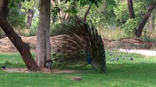 Peacock Dances to attract the PeahenFemale [upl. by Laurel]