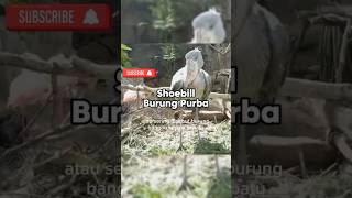 Burung Shoebill shoebill burung faktaunikhewan feedshorts shorts trendingshorts shortsviral [upl. by Robbyn533]