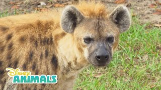 Hyenas  Disney Animals  Disney Junior [upl. by Rocco]