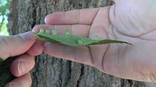 Identifying hackberry [upl. by Columbyne]