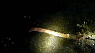 Play with Bobbit Worm 3 海怪 in Lembah [upl. by Rotow]