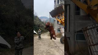 🚜 Farmer Uses Excavator to Efficiently Lift a Giant Pig 👀 [upl. by Zanahs]