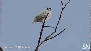 White bellbirds break sound records with their mating songs  Science News [upl. by Inittirb322]