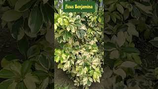 Cuidados del Ficus Benjamina Variegata shorts ficus plantas naturaleza [upl. by Attinahs]