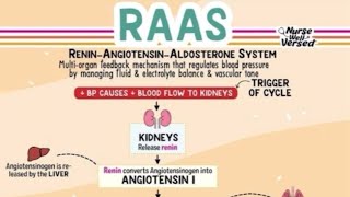 The ReninAngiotensinAldosterone System RAAS [upl. by Mather]