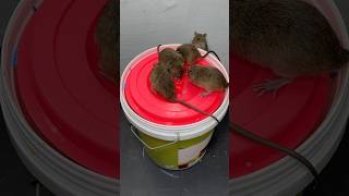 Easy homemade mouse trap using a plastic bucket  mouse trap 2rat rattrap mouse mousetrap [upl. by Fagen230]