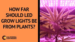 Experiment Red Light vs Blue Light How Spectrums Affect Plant Growth LED vs CFL [upl. by Jeanne]