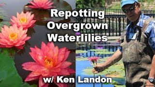 Repotting a Hardy Waterlily With Ken Landon [upl. by Celestia]