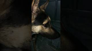 german shepherd dog 🐶germanshepherd german dogshorts shorts shortsviral [upl. by Bohi]