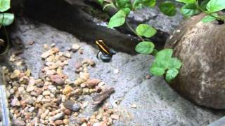 Liściołaz paskowany Phyllobates vittatus [upl. by Tybie186]