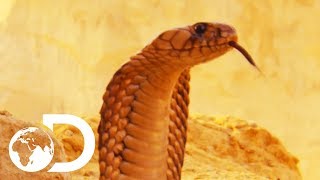 The Most Deadly Snake Of The Egyptian Desert  Wildest Middle East [upl. by Assilana602]