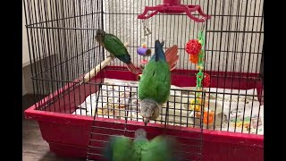 Green Cheek Conure is a boss [upl. by Ruskin221]