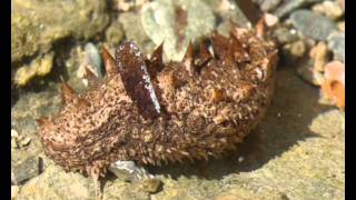 Holothuria sp Sea cucumber from Greece 3 [upl. by Nebra]