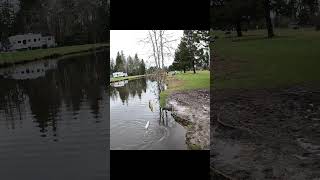 Crappie fishing from the bank in January double crappie with high low rig [upl. by Daisy]