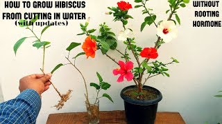 How to Grow Hibiscus From Cuttings Easiest Method [upl. by Chadwick]