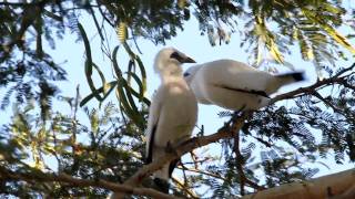 Bali Mynas Leucopsar rothschildi [upl. by Daveen]