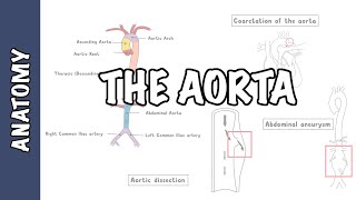 Clinical Anatomy  The Aorta sections and branches coarctation dissection and aneurysm [upl. by Kristin970]