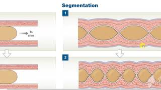 Peristalisis Vs Segmentation [upl. by Kessia184]