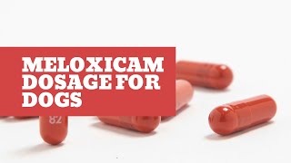 meloxicam dosage for dogs Explained [upl. by Cordelie]