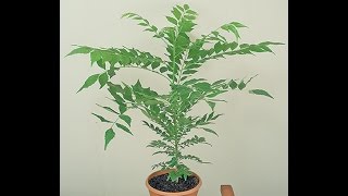 Growing Curry Leaf Murraya koenigii [upl. by Akfir]