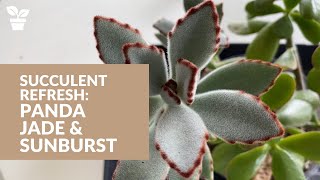 Succulent Propagation Kalanchoe Tomentosa quotPanda Plantquot  Aeonium Sunburst  Jade Plant Rescue [upl. by Skvorak]