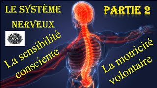 Le système nerveux  partie 2 La sensibilité consciente et la motricité volontaire [upl. by Brear]