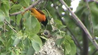 Baltimore Oriole [upl. by Nylisoj]