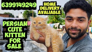 😺PERSIAN CAT • CUTE KITTEN FOR SALE • TRIPLE COAT 🤩6399149249 [upl. by Rosalynd]