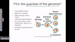 Mutation in tumor suppressor gene leads to cancer [upl. by Sivatco272]