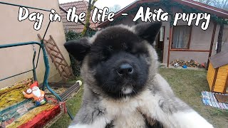 Life with an American Akita puppy Our daily routine with a 10 weeks old Akita [upl. by Nbi]