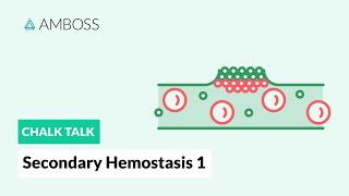 Secondary Hemostasis  Part 1 Coagulation Cascade [upl. by Allicsirp121]