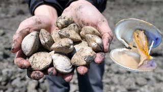 Absolute Beginners Guide to Clamming amp How to make New England Clam Chowder [upl. by Nadine105]